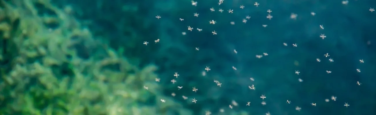 swarm-of-mosquitoes-green-background