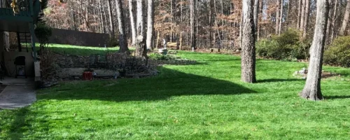 tall-trees-on-dense-green-grass