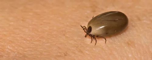 tick-on-human-skin