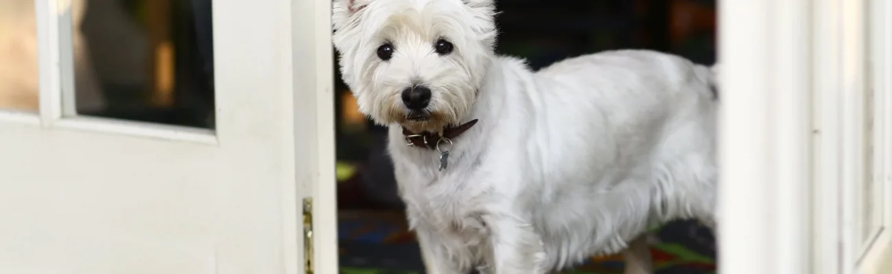 white-dog-on-the-door