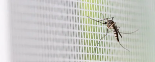 white-mesh-screen-with-mosquito