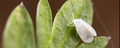 whitefly-on-plant-leaf